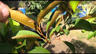 Star Apple Caimito in containers with flowering buds update September 6th 2021 [upl. by Enoval565]