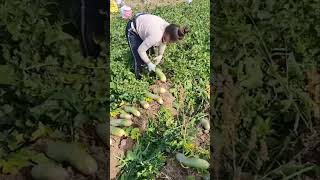 Farmers harvest large and satisfying green radishes shorts [upl. by Carlotta]