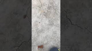 Hairline cracks in slab developed due to shrinkage of concrete [upl. by Artkele]