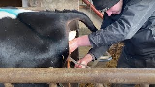 Incredible BABY Calf BORN Modern Farm WithMe​ Cow Milking HOOF Cure Automatic Farming Pretty Girl [upl. by Ric]