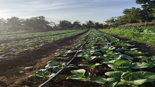 HOW IT WORKS TANIM PECHAY  DRIP IRRIGATION SYSTEM [upl. by Mattland]