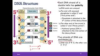 BIO1 Online  Chapter 7 DNA and Gene Function Part 1 of 2 [upl. by Eikceb]