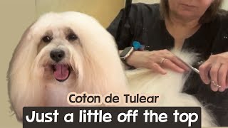 Coton de Tulear Grooming Instructions Just trim off one inch or so all over [upl. by Laubin310]