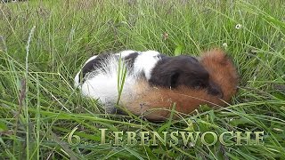 Kleine Münsterländer Welpen  Im Alter von 6 Wochen  Ausflug mit erstem Wildkontakt [upl. by Ashby]