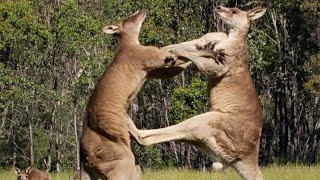 Filming The Kangaroo Boxing Fight  Wild Stories  BBC Earth [upl. by Eentruoc372]