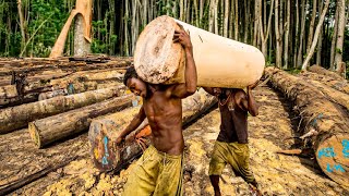 How Millions of Worlds Lightest Wood Trees are Grown and Harvested  Wood processing at factory [upl. by Celeste801]