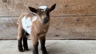 2 minutes of hoppy baby goats [upl. by Annaiek]