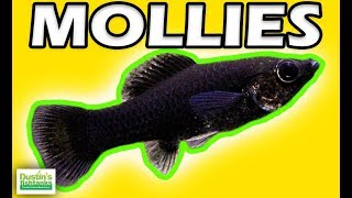 How to Keep Mollies Beginner Aquarium Fish Species Sunday [upl. by Merri]