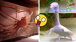 7 Animales RAROS Que verás por Primera Vez en Tu Vida 2 🦕😲  DeToxoMoroxo [upl. by Ainaznat]