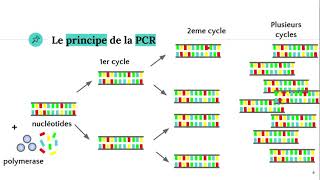 La technique PCR Polymerase Chain Reaction ðŸ§ª [upl. by Lena]