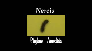 Specimen of phylum Annelidanereis  Nereis of phylum Annelida  Impeccable science [upl. by Torrin]