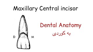 Maxillary Central Incisor  دێنتەل ئاناتۆمی [upl. by Nibas135]