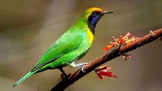 Golden fronted leafbird A bird video [upl. by Lallage822]