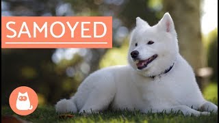 Samoyed Dog  history characteristics and care [upl. by Afatsum]