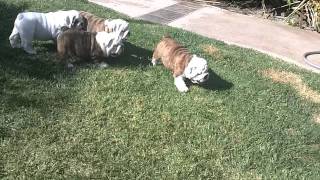 English Bulldog Puppies with Dad 8 weeks old [upl. by Eimmak]