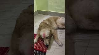 dog labrador doglover goldenretriever pets lebradorlovers civilserviceexam funny [upl. by Mclaurin]