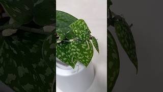 Scindapsus Pictus Haask Snake Scale scindapsuspictus scindapsus indoorplants rareplants [upl. by Aserej290]