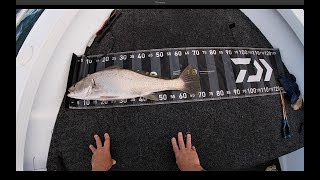 Catching Jewfish and Flathead fishing Lake Macquarie [upl. by Muryh]