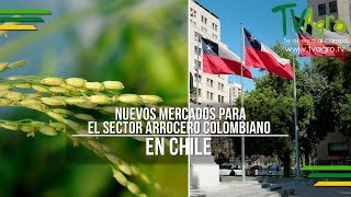 Nuevos Mercados para el Sector Arrocero Colombiano en Chile  TvAgro por Juan Gonzalo Angel [upl. by Novyar]