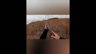 MN Pheasant Hunting 11324 workingdog germanshorthairedpointer pheasant pointing [upl. by Fermin]