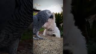 African Grey  Westie  Parrot  Dog  Aviary  Outdoor Aviary  Finch Aviary  Canary Aviary [upl. by Enitnemelc]