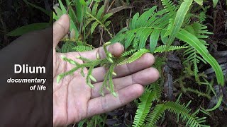 Nodding clubmoss Lycopodiella cernua [upl. by Nalor]