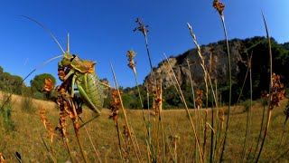 ESTATE quarto episodio della serie di documentari girata in Maremma la Toscana più selvaggia [upl. by Fante]