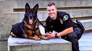 Police Dog Shot in Line of Duty Reunited with Cop  Good Morning America  ABC News [upl. by Johannes]