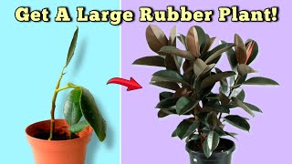 7 ESSENTIAL Rubber Plant Care Tips  You Should NOT MISS Ficus Elastica [upl. by Forest869]