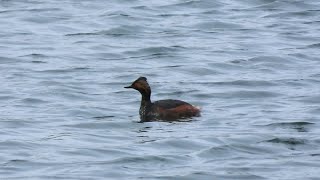 Blacknecked Grebe oxonbirdingblogspotcouk [upl. by Holtorf]