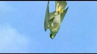 Pigeon vs Peregrine Falcon  Animals The Inside Story  BBC [upl. by Nochur]