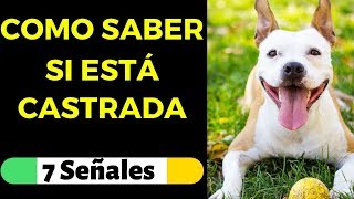 ✅ Como Saber si una PERRA esta CASTRADA o Esterilizada 🎯7 Señales de la Esterilización en Perras [upl. by Ocisnarf]