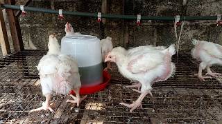 Broilers drinking bitter leaf extract [upl. by Teragram790]