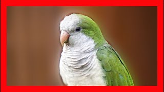 Cotorra Canto  Monk Parakeet Bird Song Call Sound Voice  Myiopsitta Monachus [upl. by Yennej]