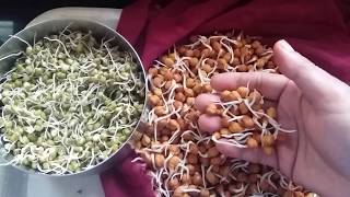 Chane Aur Mung ka sprout  Sprouts  red chana sprouts  चना और मुंग को घर मे अंकुरित करने का तरीका [upl. by Ytok626]