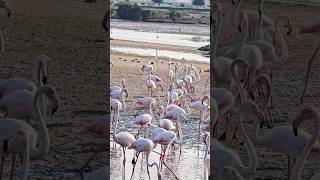 Pink Parade A Flamingo Stroll Graceful waders navigate their watery worldflamingo nature pink [upl. by Snider]