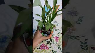 Lucky Bamboo plant shorts shortvideo viral bambooplants [upl. by Dollie]