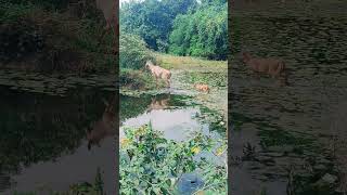 Nilgai shortvideo [upl. by Enitsugua]