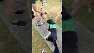 Guide dog reuniting with his brother after 5 years ￼shorts [upl. by Anirtep802]