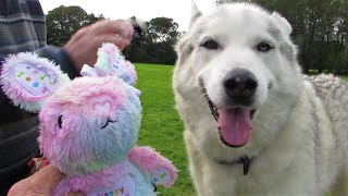 Lucky HUSKY opens GIFTS in the BOG FIELD  Autumn arrives  Nature [upl. by Merilyn]