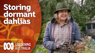 How to store dahlias for winter  Gardening 101  Gardening Australia [upl. by Payne]