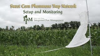 Sweet Corn Pheromone Trap Network Setup and Monitoring [upl. by Letnwahs]