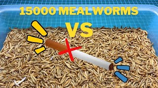 10000 mealworms vs cigarette [upl. by Giovanni]