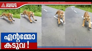 Tiger chases bike riders in Wayanad [upl. by Hutchinson]