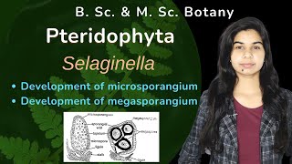 Pteridophyta  Selaginella  Reproduction  Botany  B Sc amp M Sc [upl. by Harri]