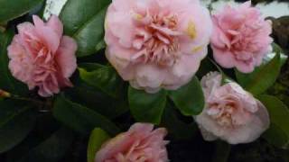 Cecilia Bartoli  Camellia [upl. by Furlong]