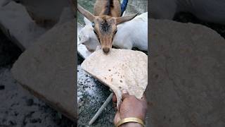 Goat animal love youtubevideos [upl. by Annabella]