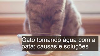 Por que meu gato bebe água com a pata Causas e soluções eficazes [upl. by Eduardo]