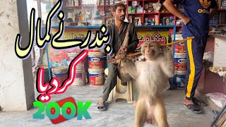 Monkey Funny Dance video Bander Madri ka Khelmonkey [upl. by Swigart]