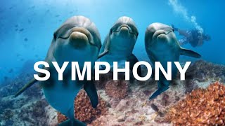 SYMPHONY REMIX 🐬 [upl. by Eenahc667]